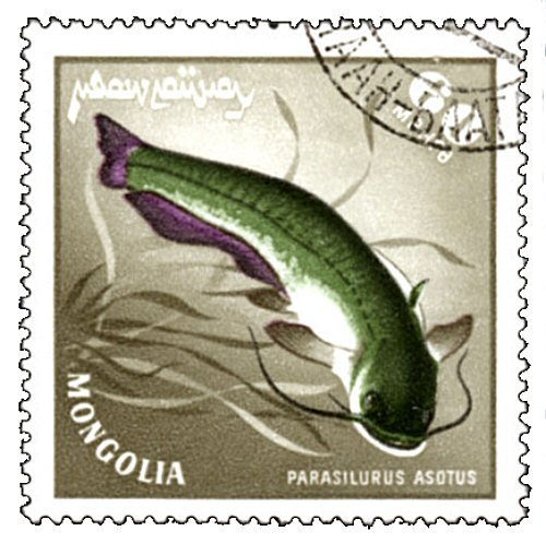 Catfish Stamp = Silurus asotus