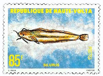 Catfish Stamps = Clarias gariepinus