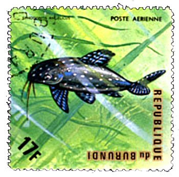 Synodontis angelicus = Catfish Stamp