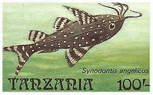 Catfish Stamp = Synodontis angelicus