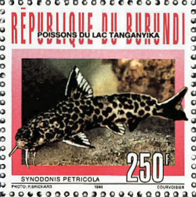 Catfish Stamp = Synodontis petricola 