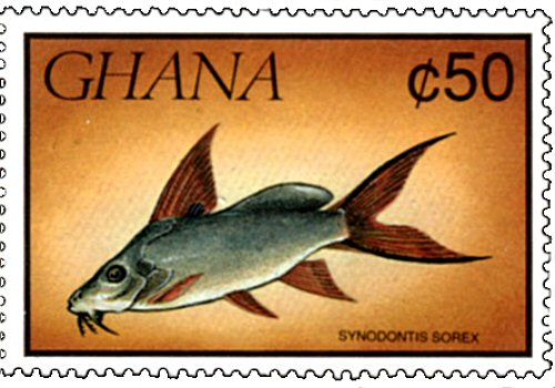 Carfish Stamp = Synodontis sorex