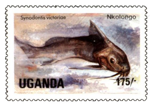 Catfish Stamp = Synodontis victoriae