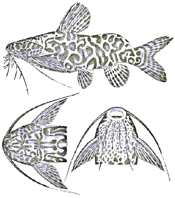 Synodontis schoutedeni