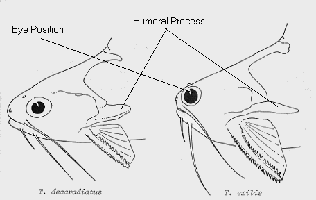 T.decaradiatus & T.exilis